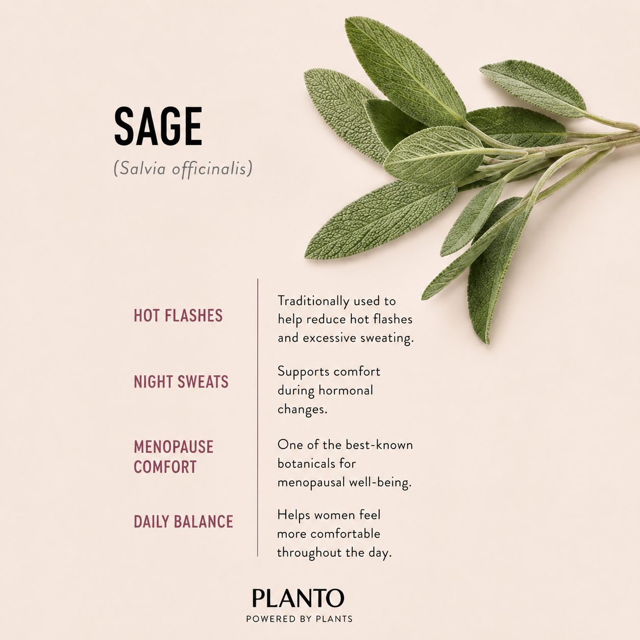Sauge Salvia officinalis